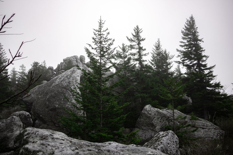 Rocky Ridge Trail, Dolly Sods Wilderness, West Virginia