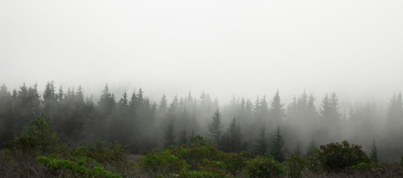 Bear Ridge Trail, Dolly Sods Wilderness, West Virginia